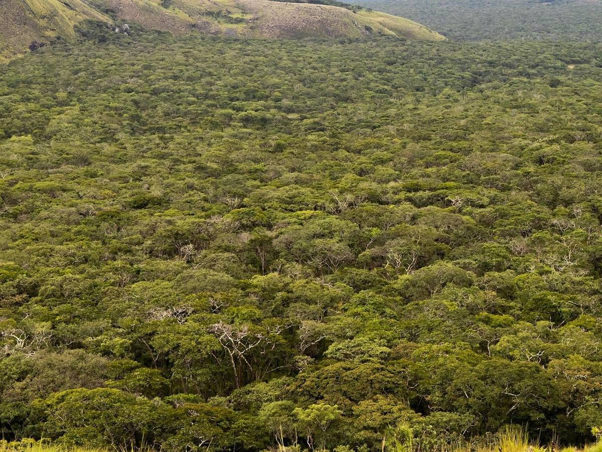 Miombo woodland canopy in northern Zambia